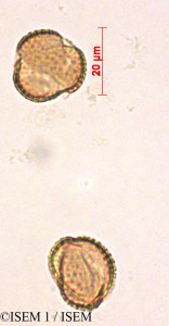 Salix elaeagnos - lame n° 29196